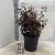 Prunus cer. 'Nigra' Pot 10 liter 100 - 125 cm