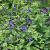 Salvia g. 'Black and Blue' Pot 9 cm