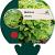 Melissa officinalis Pot 9 cm