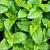 Melissa officinalis Pot 9 cm