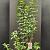 Viburnum bodn. 'Dawn' Pot 15 liter 150 - 175 cm