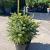 Picea omorika 'Nana' Pot 7,5 Liter 40 - 50 cm