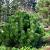 Pinus mugo 'Columbo' Pot 5 Liter 40 - 50 cm