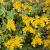 Sedum oreganum Pot 9 cm