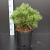Pinus nigra 'Nana' Pot 7,5 Liter 40 - 50 cm