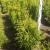 Thuja occ. 'Brabant' Kluit 80 - 100 cm