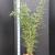 Fargesia robusta 'Campbell' Pot 10 liter 100 - 125 cm