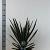 Yucca filamentosa Pot 7,5 Liter 40 - 50 cm