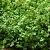 Soleirolia soleirolii Pot 9 cm