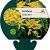 Solidago 'Golden Dwarf' Pot 9 cm
