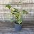 Hydrangea querc. 'Snowflake' Pot 2,5 Liter