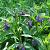 Symphytum officinale Pot 9 cm