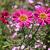 Tanacetum (C) 'Robinson's Red' Pot 9 cm