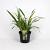 Phormium cook. 'Tricolor' Pot 7,5 Liter 