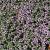 Thymus praecox 'Pink Chintz' Pot 9 cm