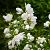 Philadelphus 'Virginal' Pot 7,5 Liter 80 - 100 cm