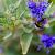 Caryopteris cland. Grand Blue Pot 3 Liter 