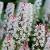 Tiarella 'Sugar and Spice' Pot 9 cm