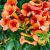 Campsis radicans Pot 7,5 Liter 125 - 150 cm