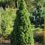 Picea gl. 'Conica' Pot 5 Liter 50 - 60 cm