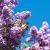 Syringa vulgaris Pot 3 Liter 