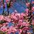 Viburnum bodn. 'Charles Lamont' Pot 7,5 Liter 100 - 125 cm