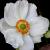 Anemone hyb. 'Honorine Jobert' Pot 11 cm