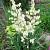 Yucca filamentosa Pot 9 cm