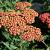 Achillea 'Safran' Pot 9 cm