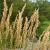 Achnatherum calamagrostis Pot 9 cm