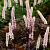 Actaea 'Chocoholic' Pot 9 cm