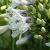 Agapanthus Twister Pot 9 cm