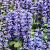 Ajuga reptans 'Chocolate Chip' Pot 9 cm