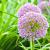 Allium 'Summer Beauty' Pot 9 cm