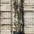 Quercus suber Pot 230 Liter 350 - 400 cm Meerstammig