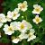 Anemone h. Pretty Lady Maria Pot 9 cm