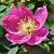 Anemone lesseri 'Spring Beauty Pink' Pot 9 cm