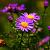 Aster ageratoides 'Ezo Murazaki' Pot 9 cm