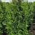 Thuja pl. 'Excelsa' Kluit 175 - 200 cm