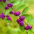 Callicarpa bod. 'Profusion' Pot 15 liter 125 - 150 cm