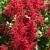Astilbe (A) 'Astary Red' Pot 9 cm