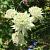 Astrantia maj. 'White Angel' Pot 9 cm