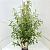 Buddleja d. 'White Profusion' Pot 10 liter 100 - 125 cm
