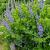 Baptisia 'Blueberry Sundae' Pot 9 cm