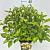 Cephalanthus occidentalis Pot 10 liter