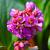 Bergenia 'Winterglut' Pot 9 cm