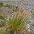 Calamagrostis acut. 'Waldenbuch' Pot 9 cm