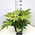Fatsia japonica 'Spider's Web' Pot 10 liter