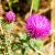 Cirsium riv. 'Trevors Blue Wonder' Pot 9 cm