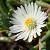 Delosperma congestum 'Album' Pot 9 cm